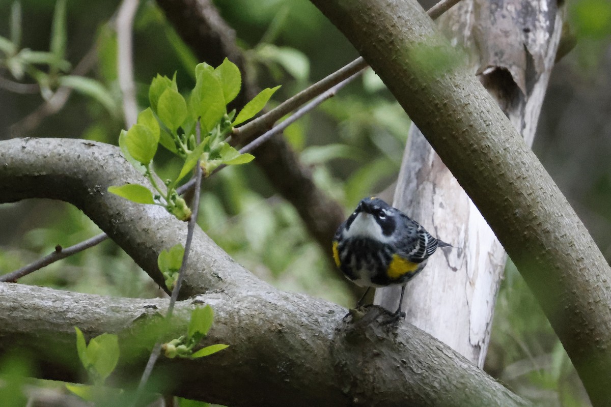 Yellow-rumped Warbler (Myrtle) - ML618495543