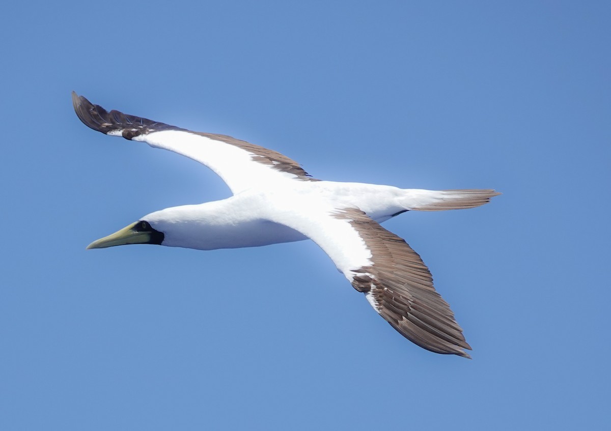 Masked Booby - ML618495547
