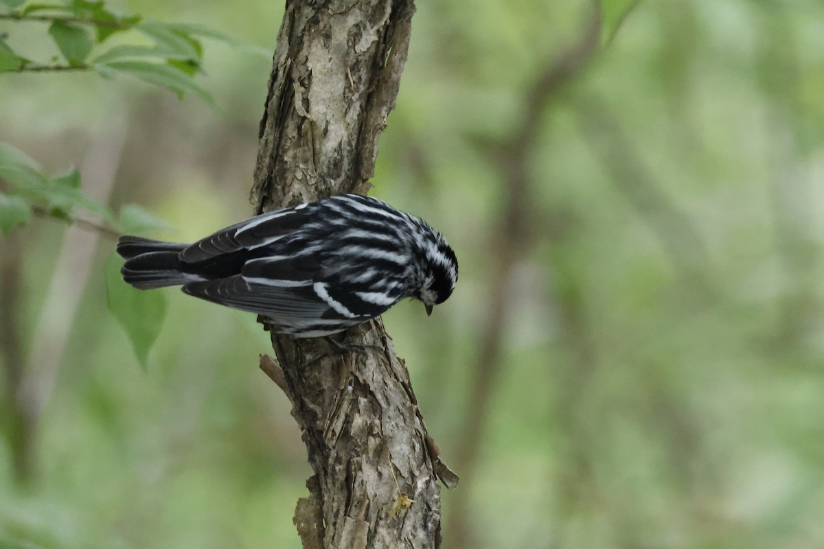 Black-and-white Warbler - ML618495565