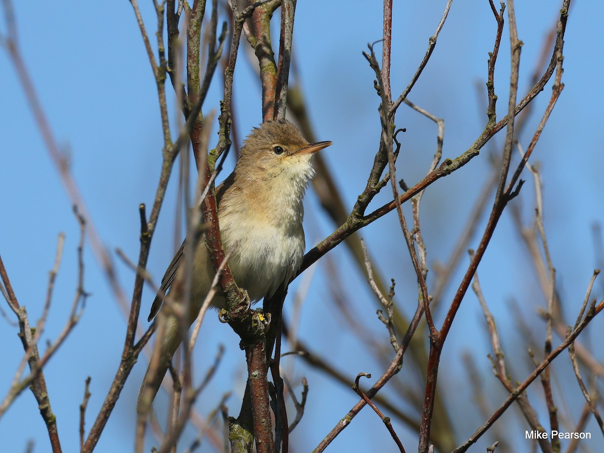 Common Reed Warbler - ML618495627