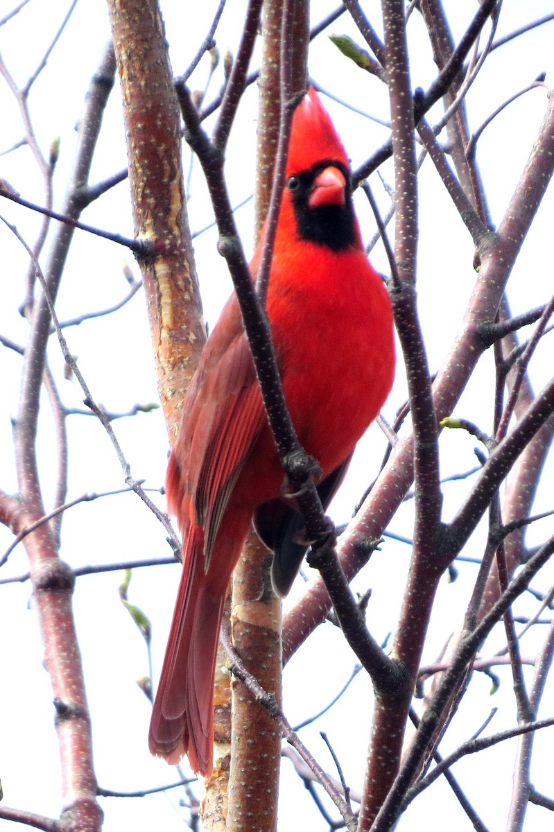 Cardinal rouge - ML618495633