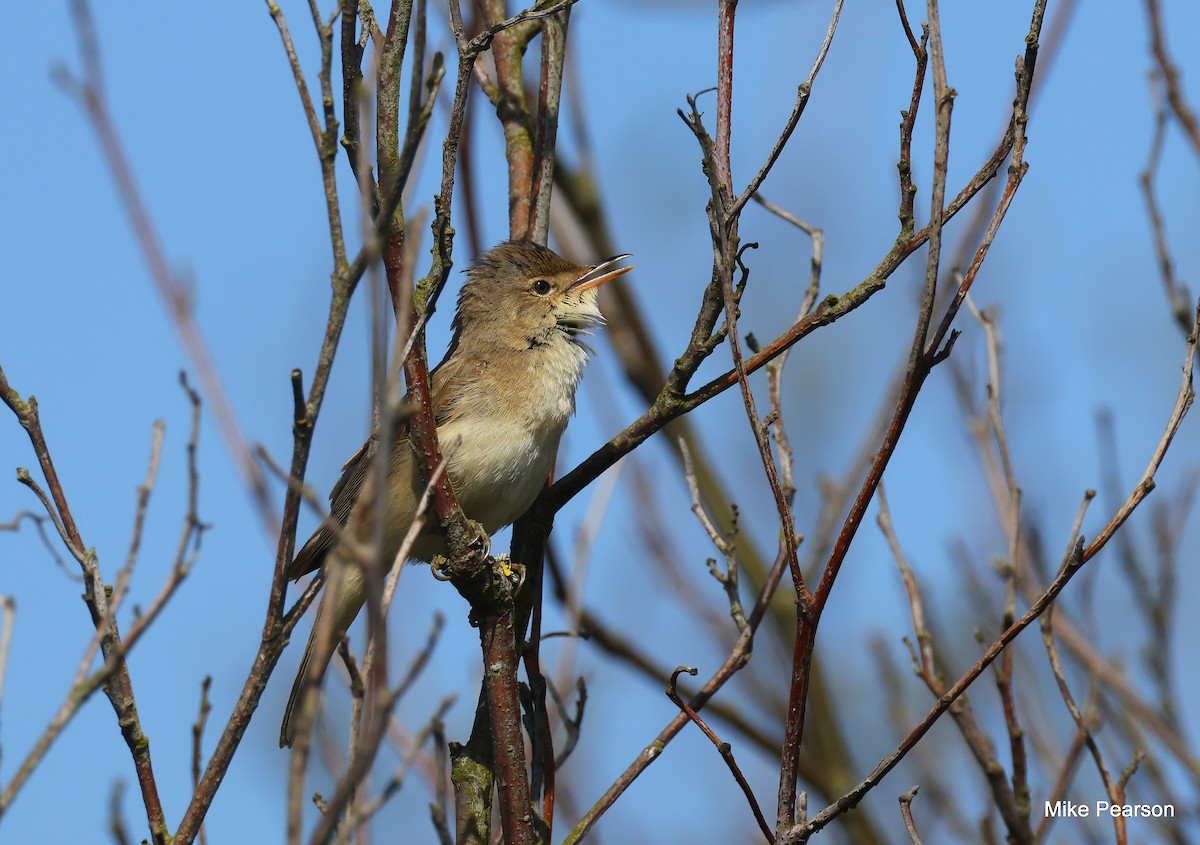 Common Reed Warbler - ML618495634