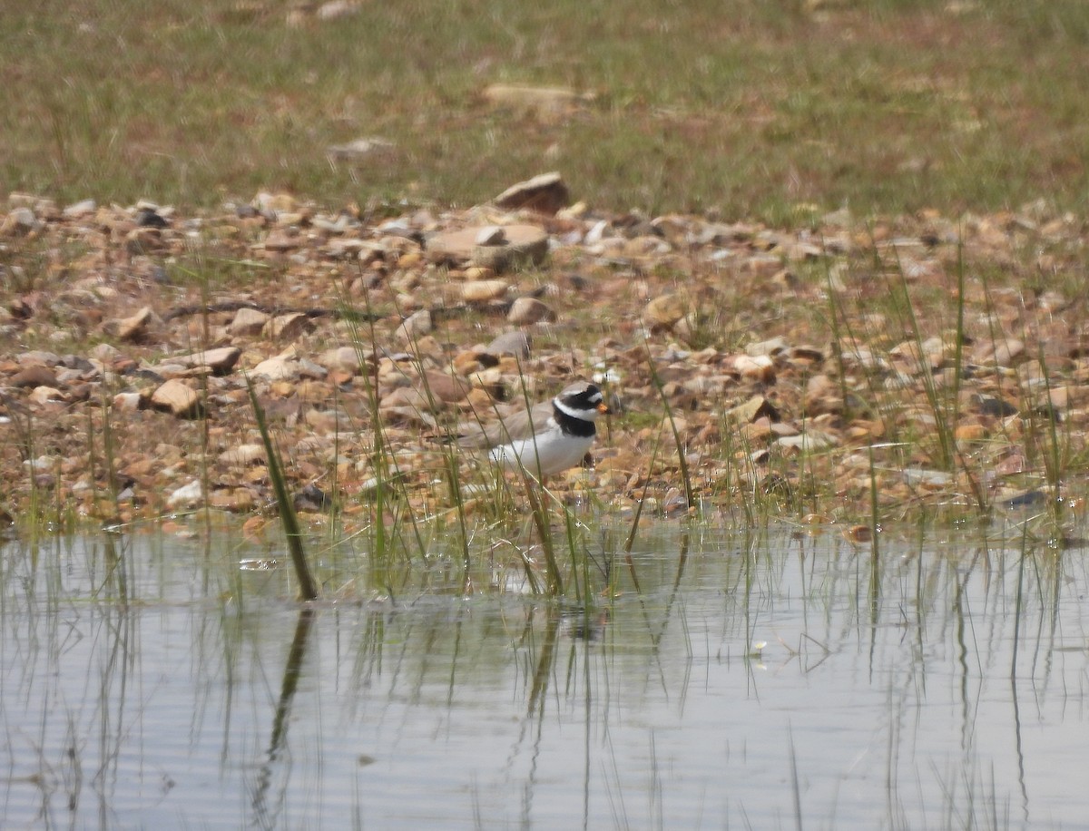 Common Ringed Plover - ML618495678