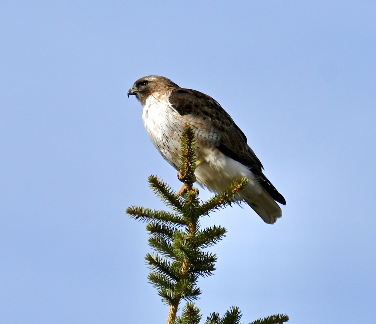Red-tailed Hawk - ML618495737