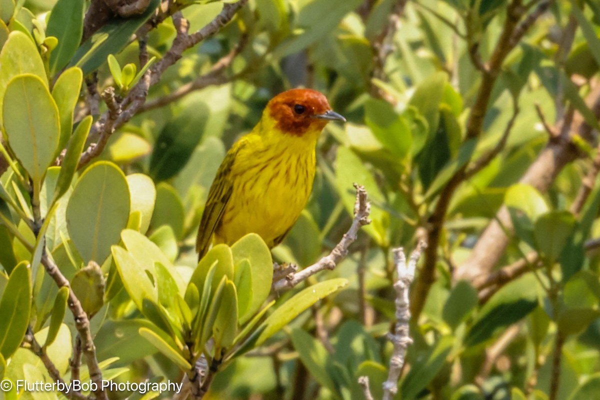 Yellow Warbler (Mangrove) - Bob Harden