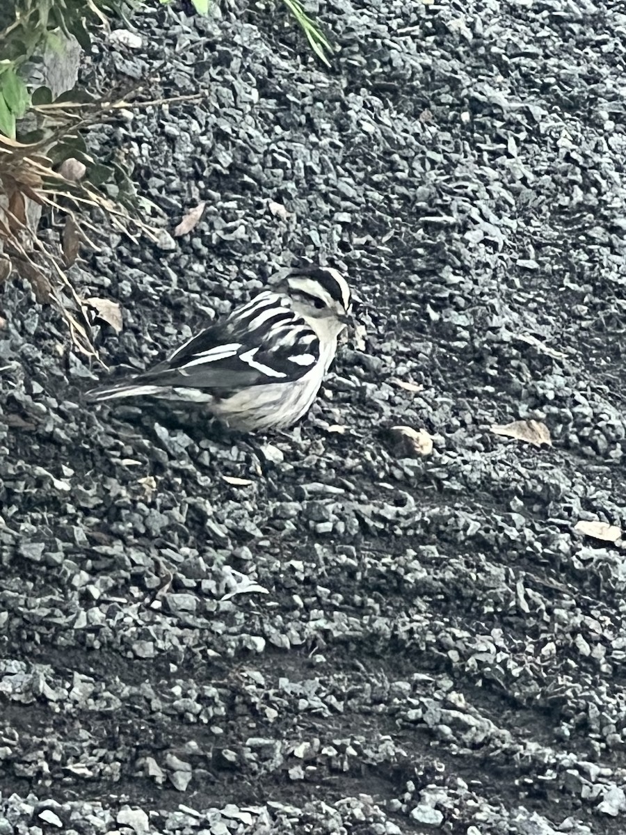 Black-and-white Warbler - ML618495785