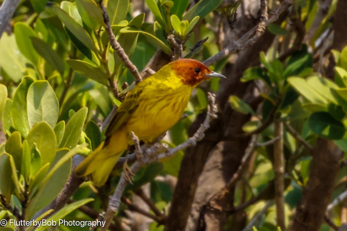 Yellow Warbler (Mangrove) - Bob Harden