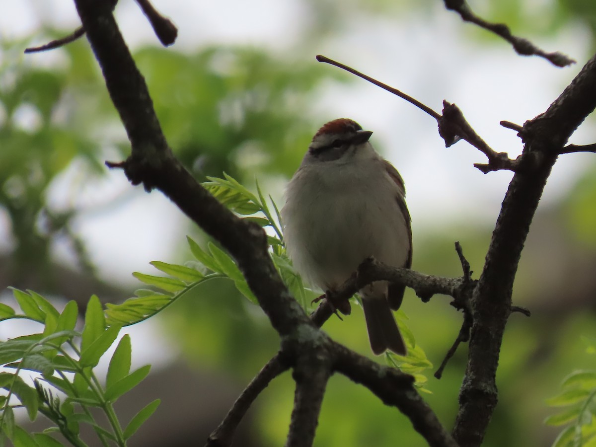 Chipping Sparrow - Elizabeth Ferber