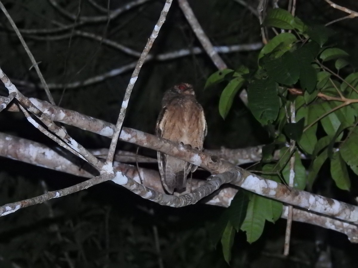Tawny-bellied Screech-Owl (Austral) - ML618495811