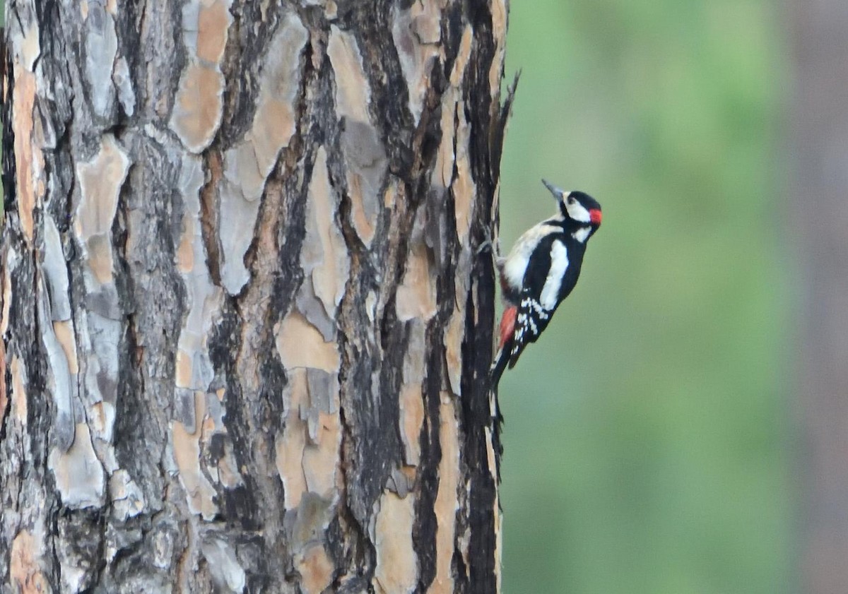 Great Spotted Woodpecker - ML618495849