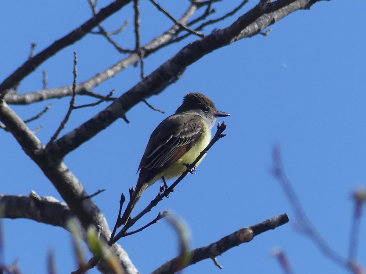 Great Crested Flycatcher - ML618495861