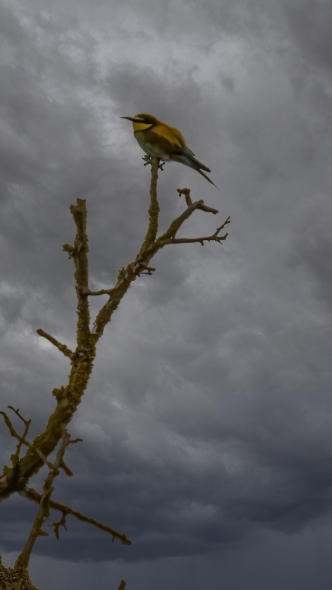 European Bee-eater - Manuel Palomo Ostos