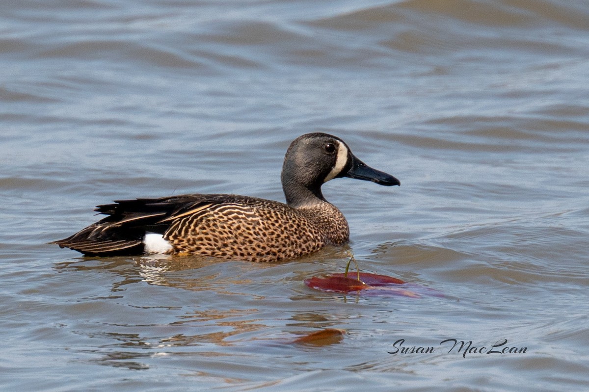 Blue-winged Teal - ML618495883