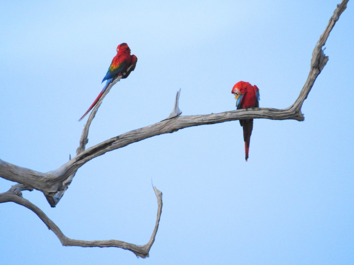 Scarlet Macaw - ML618495889