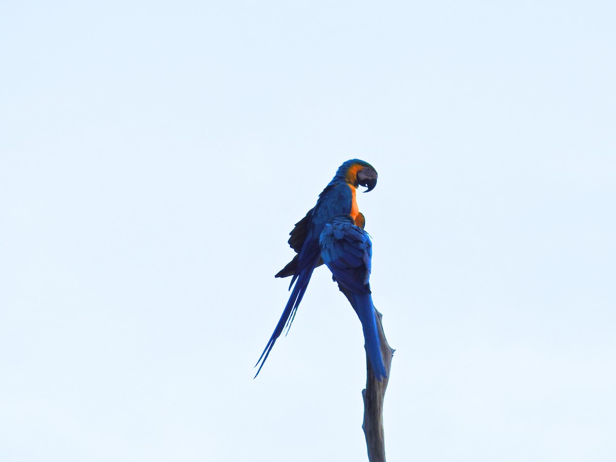 Blue-and-yellow Macaw - ML618495895