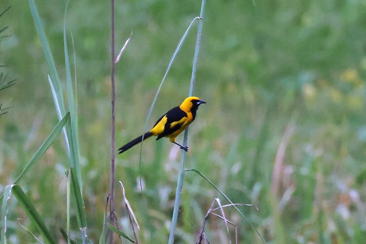 Yellow-tailed Oriole - ML618495904