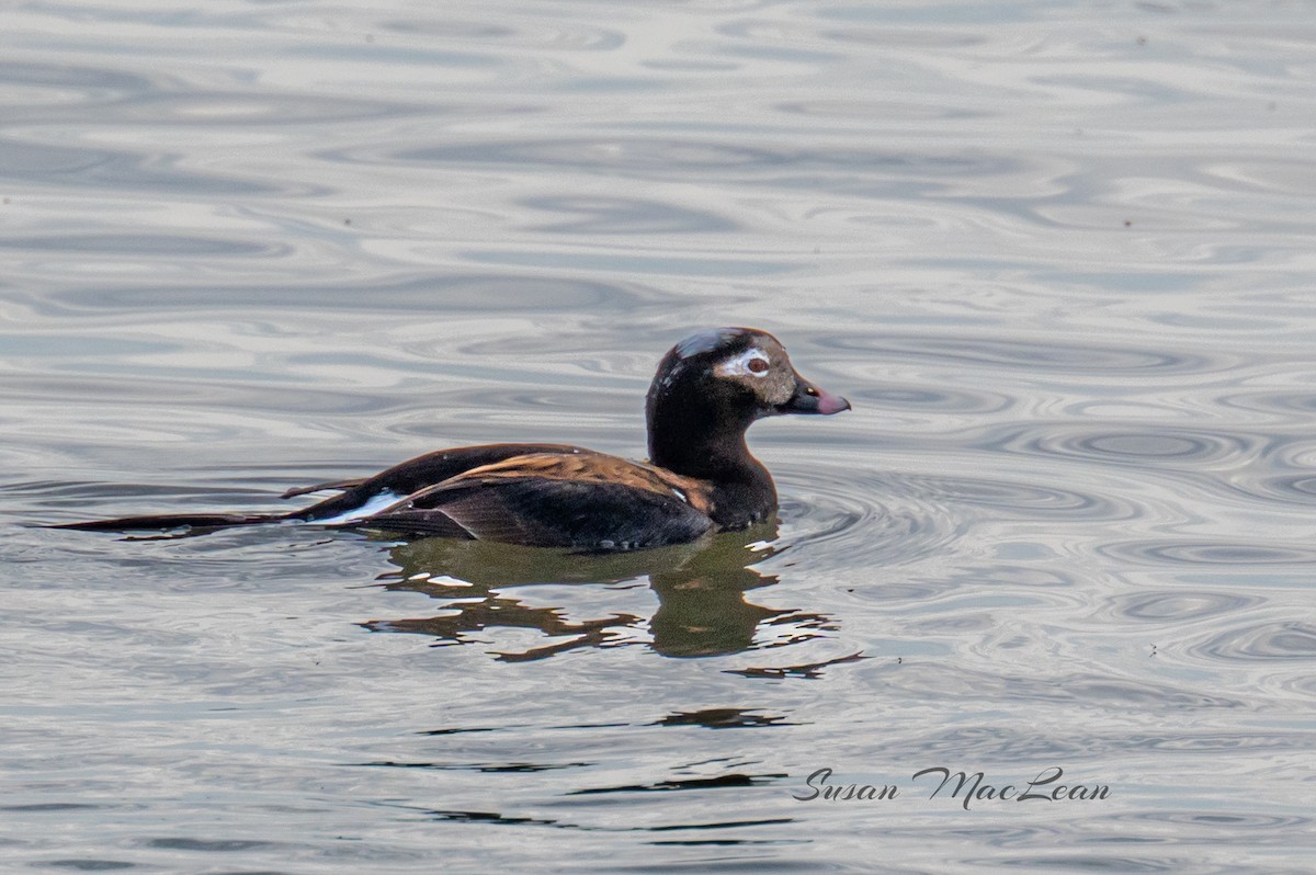 Long-tailed Duck - ML618495910
