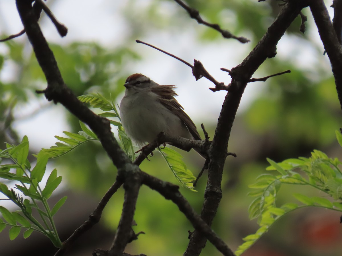 Chipping Sparrow - ML618495917