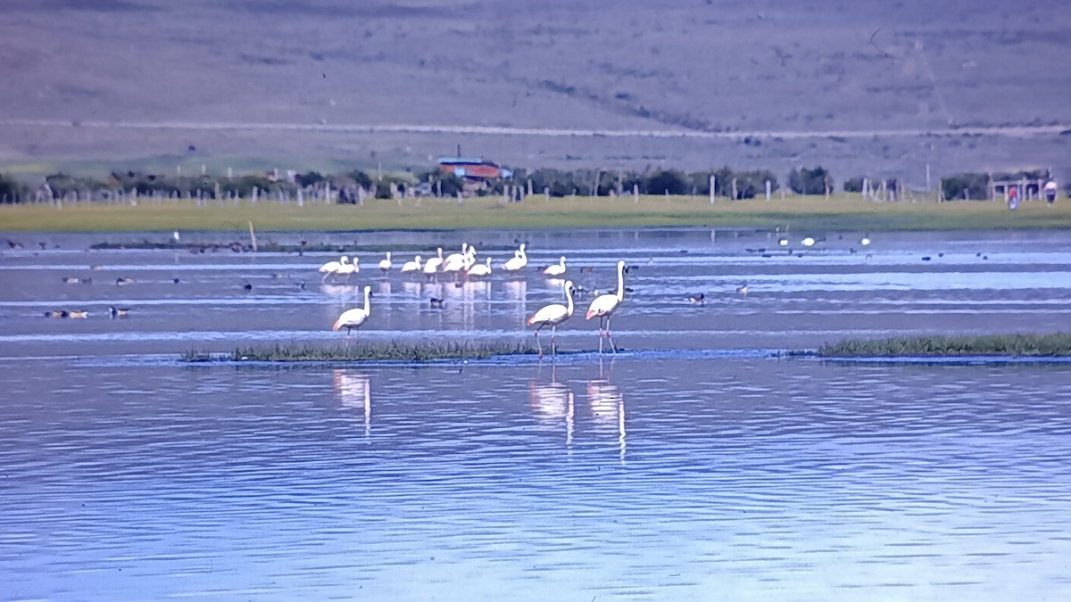 Chilean Flamingo - ML618495950