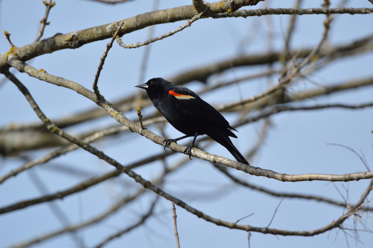 Red-winged Blackbird - ML618495954