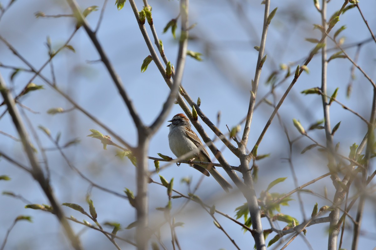 Chipping Sparrow - ML618495967