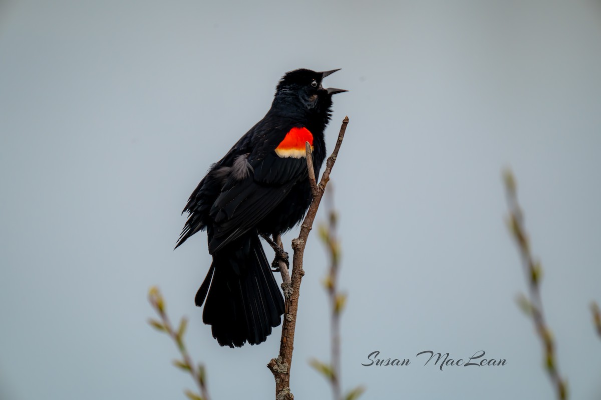Red-winged Blackbird - ML618495972
