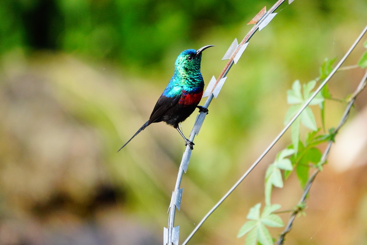 Red-chested Sunbird - ML618495977