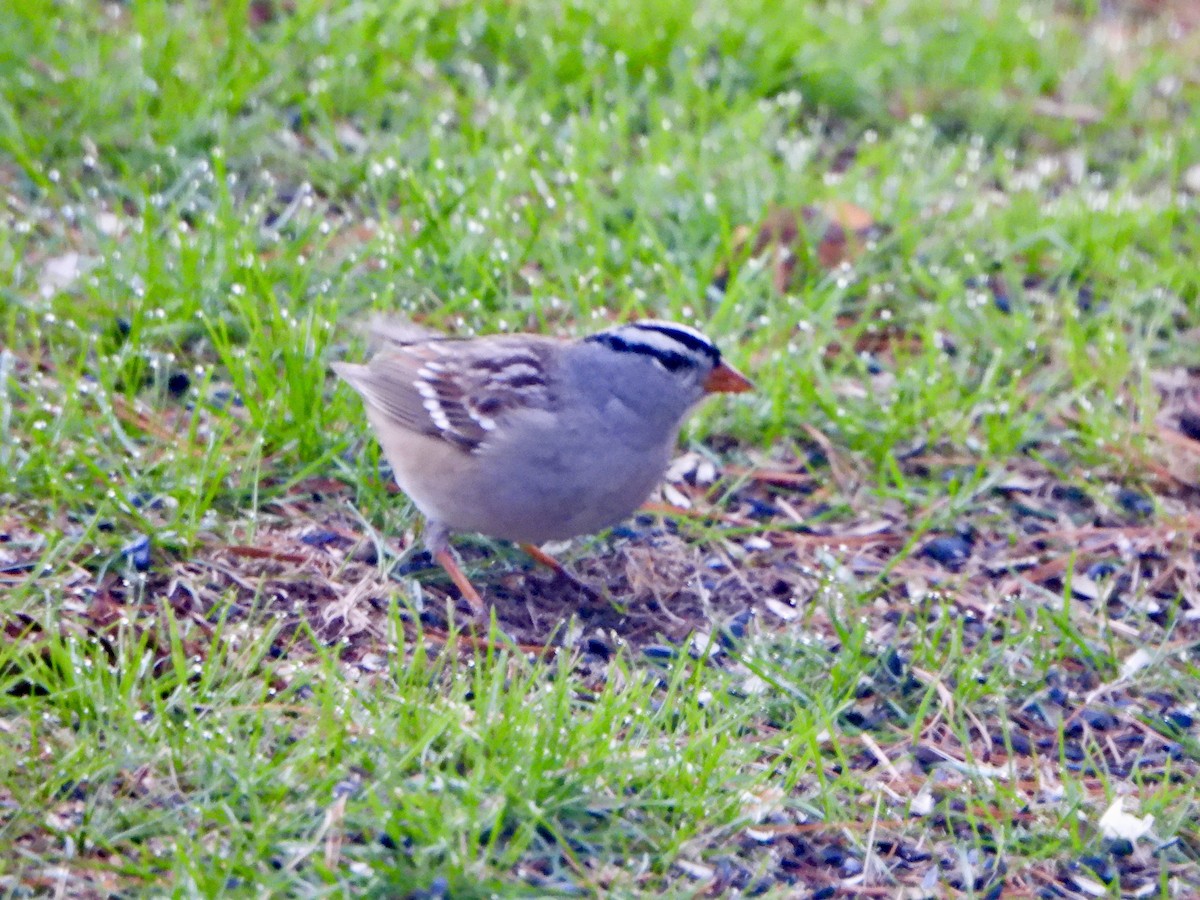 White-crowned Sparrow - Jane Cullen