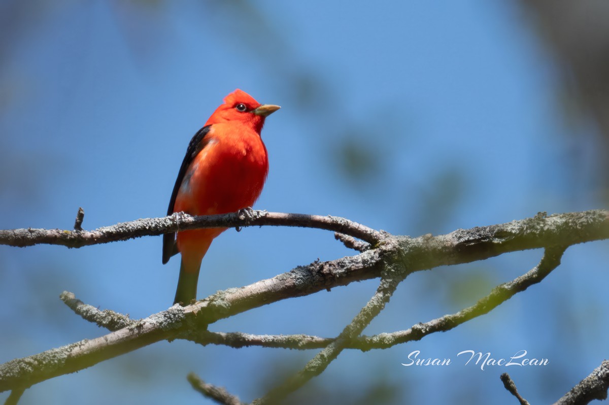 Scarlet Tanager - ML618496004