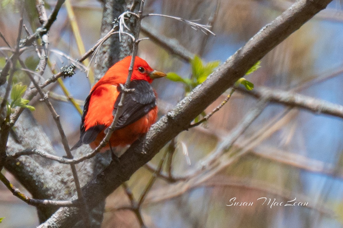 Scarlet Tanager - ML618496007
