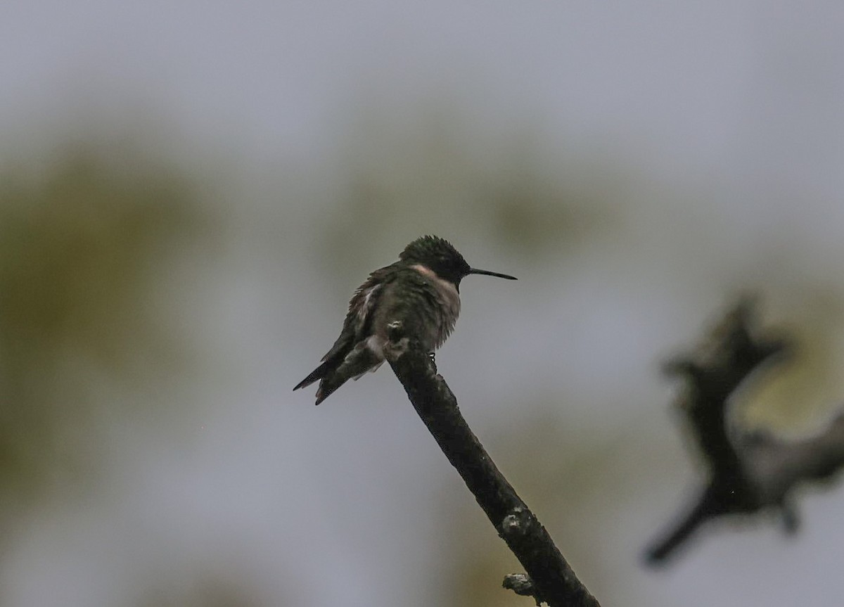 Ruby-throated Hummingbird - ML618496017