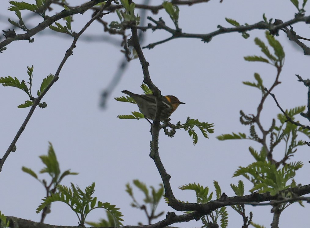 Cape May Warbler - ML618496061