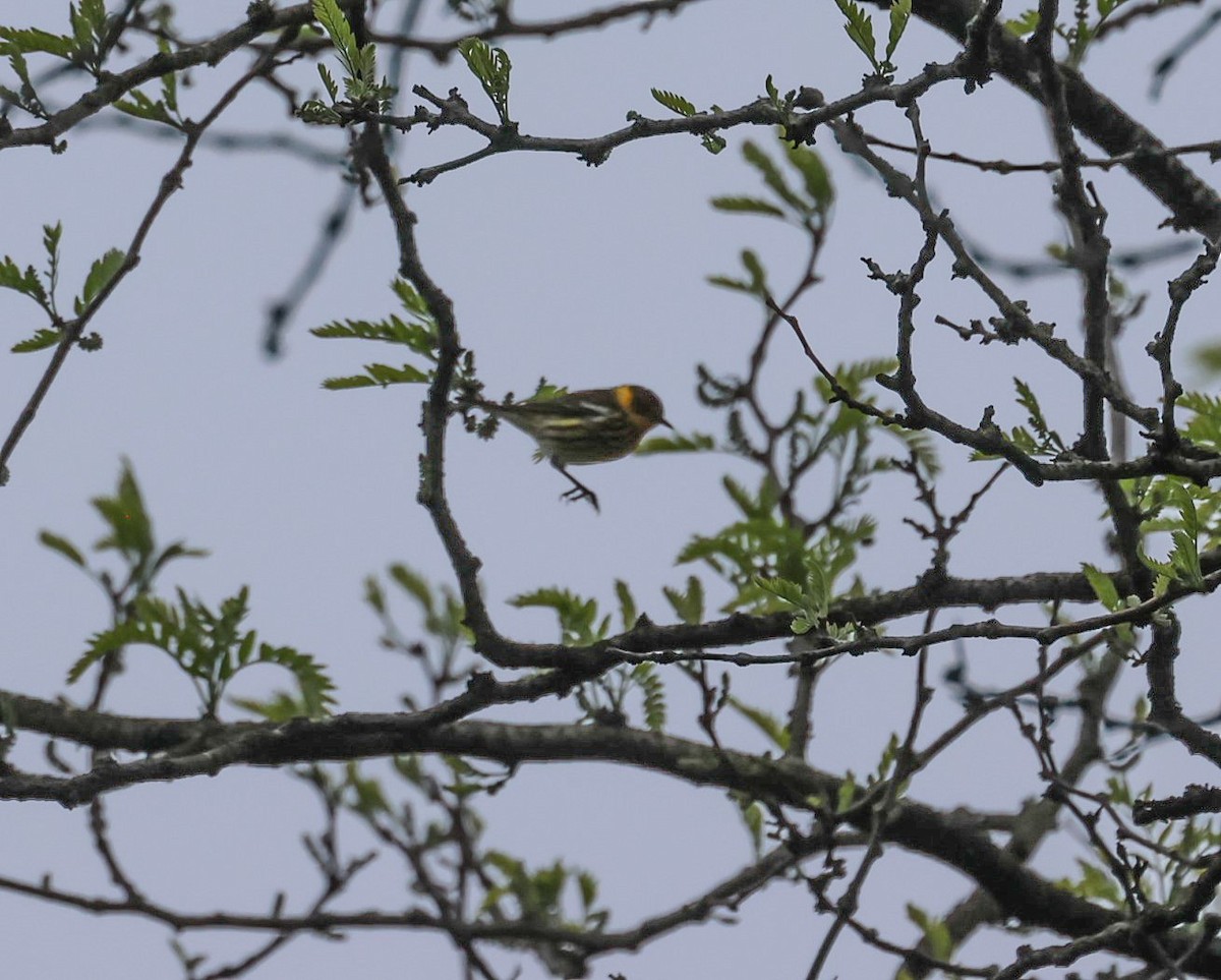 Cape May Warbler - ML618496062