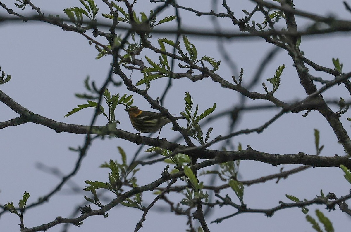 Cape May Warbler - ML618496063