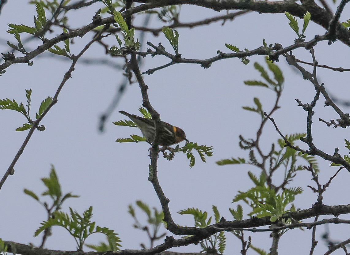 Cape May Warbler - ML618496064