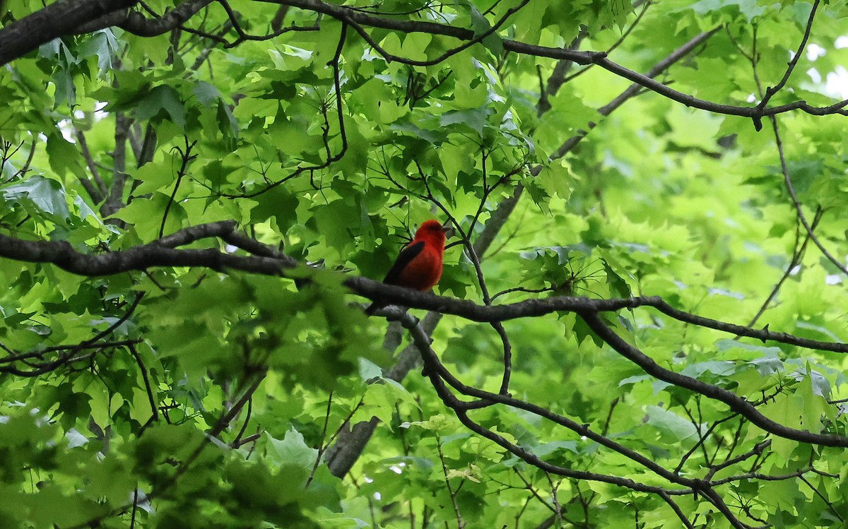 Scarlet Tanager - ML618496077