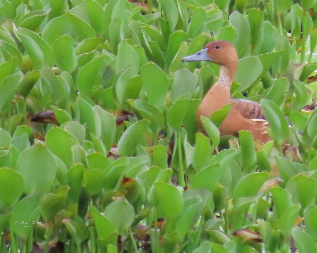 Fulvous Whistling-Duck - ML618496145
