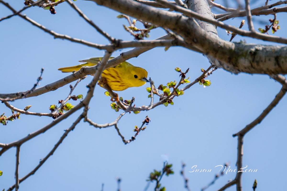 Yellow Warbler - ML618496155