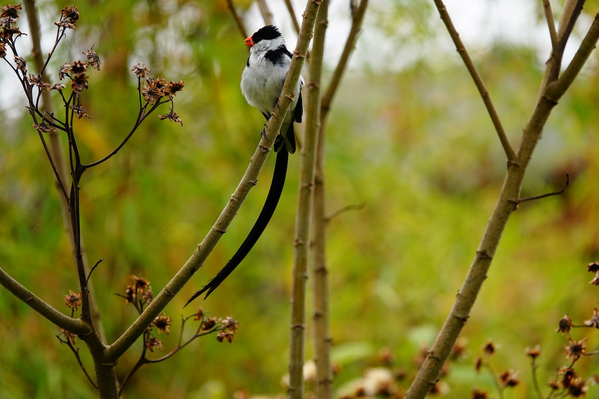 Pin-tailed Whydah - ML618496211