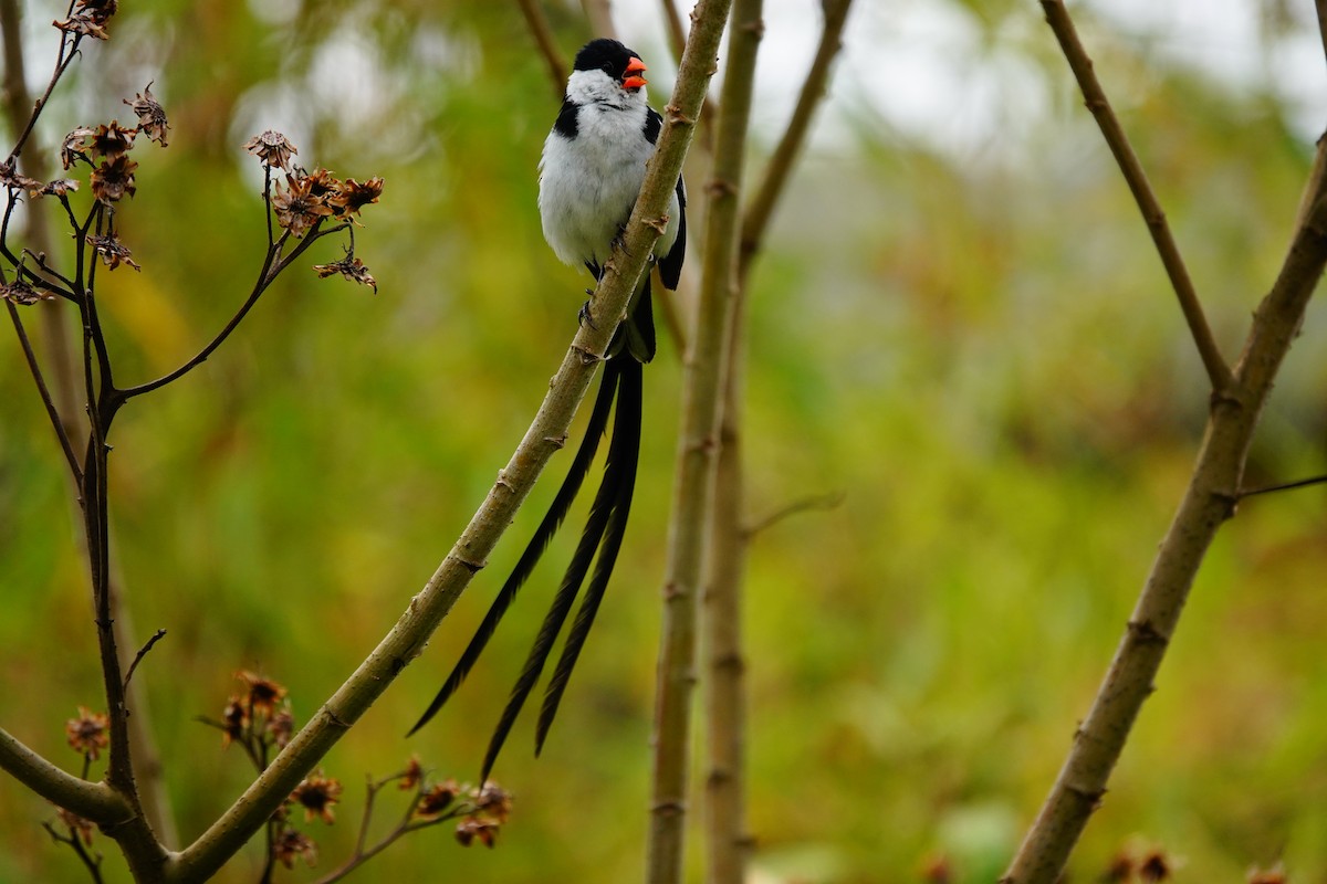 Pin-tailed Whydah - ML618496212