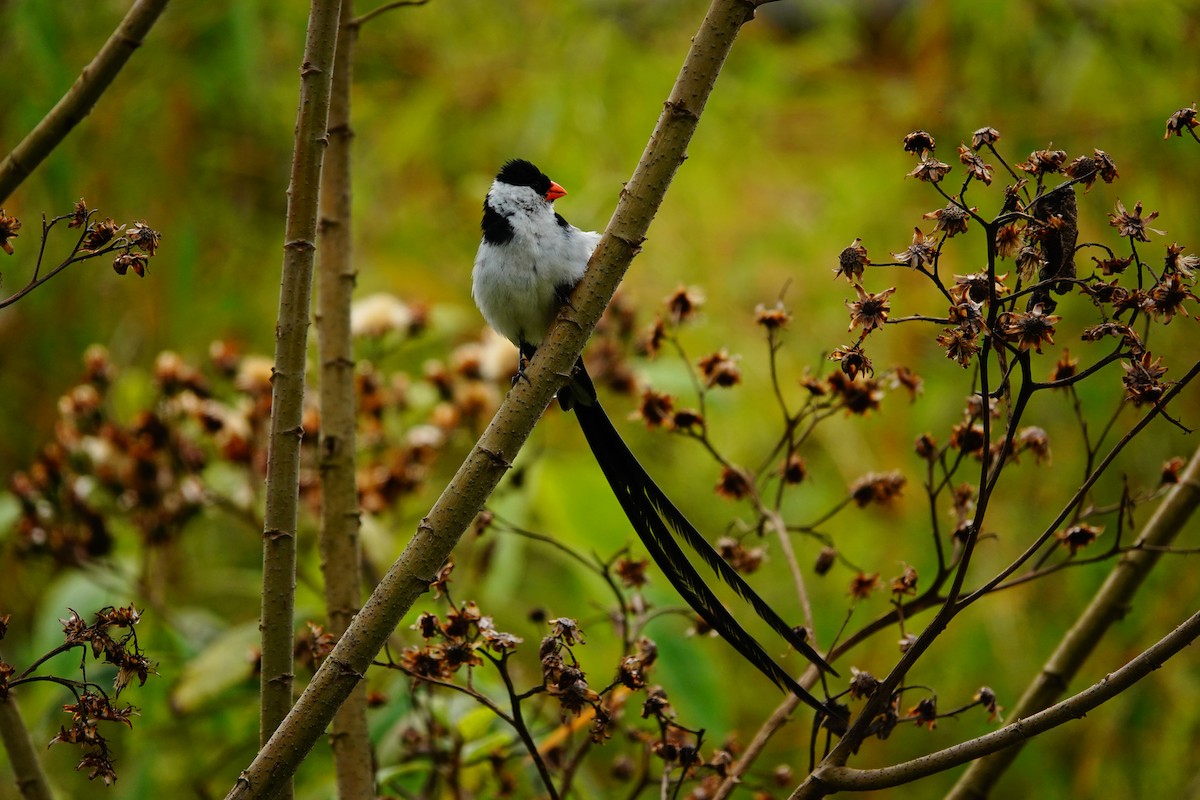 Pin-tailed Whydah - ML618496213