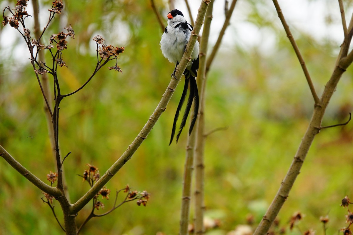 Pin-tailed Whydah - ML618496216