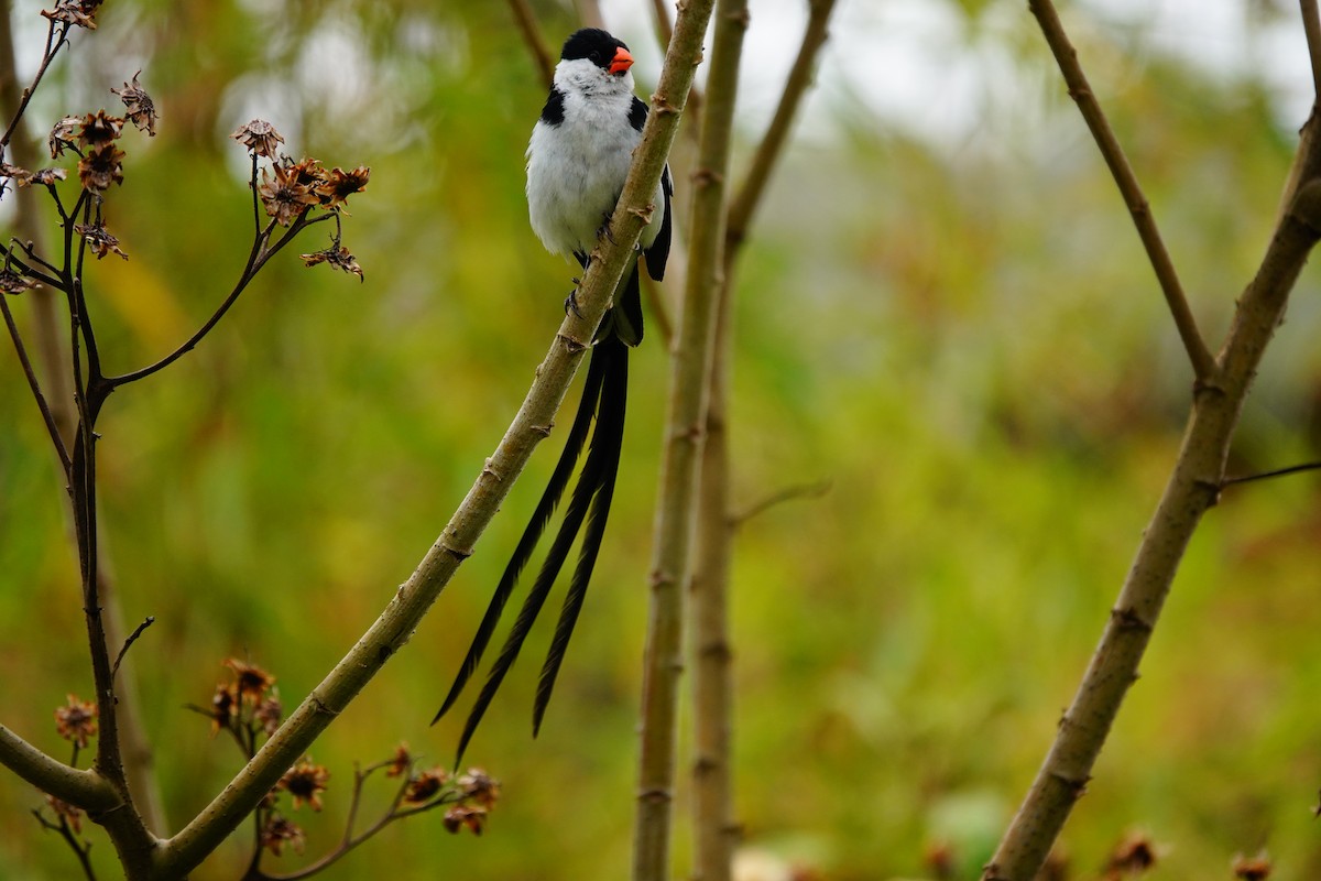 Pin-tailed Whydah - ML618496221