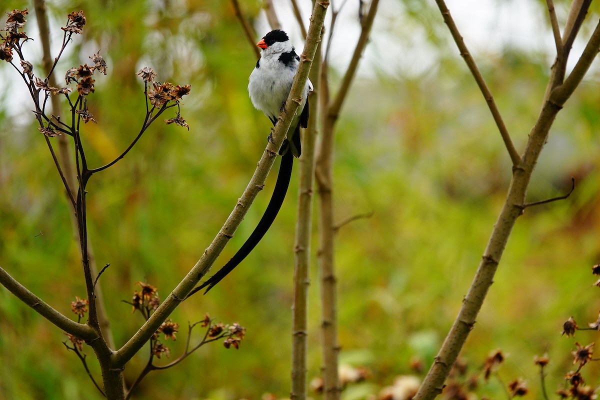 Pin-tailed Whydah - ML618496224