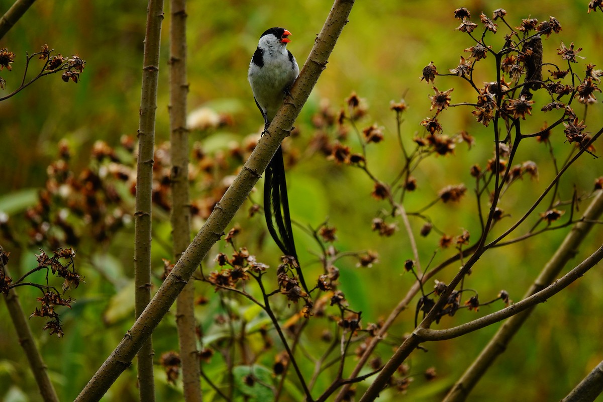 Pin-tailed Whydah - ML618496225
