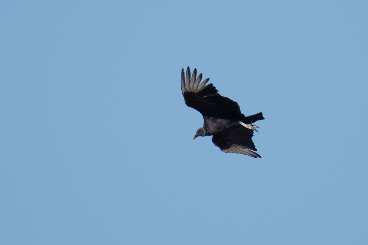 Black Vulture - ML618496236