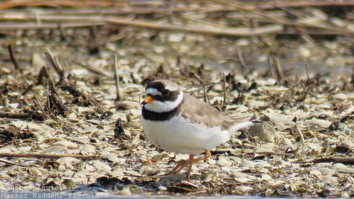 Common Ringed Plover - Martien Prins