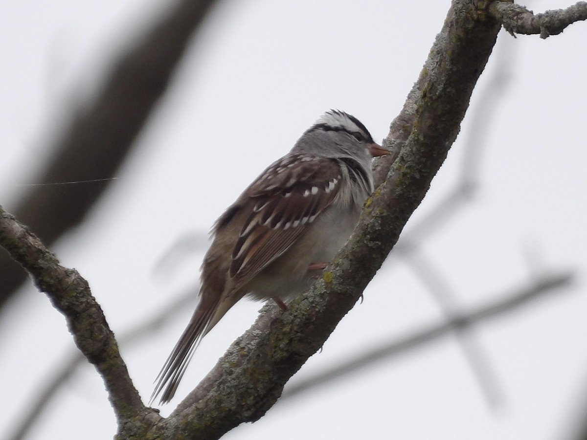 White-crowned Sparrow - ML618496256