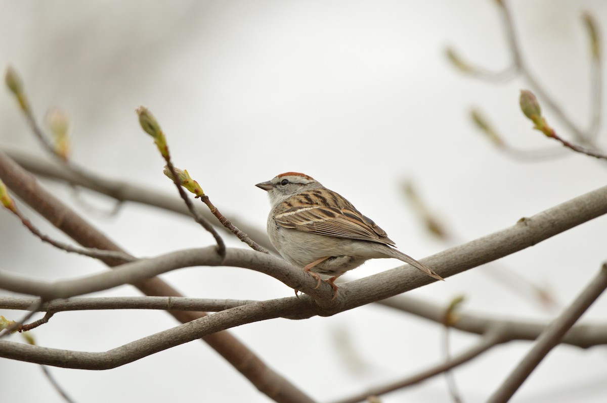 Chipping Sparrow - ML618496295