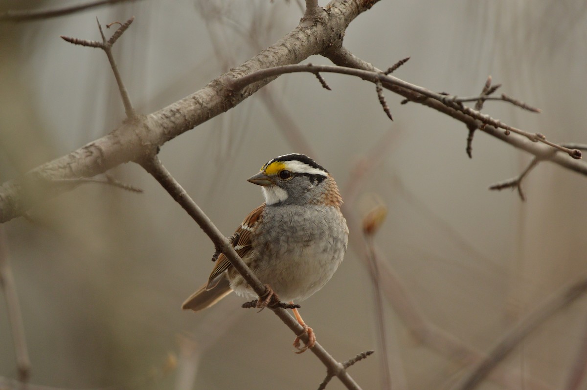 White-throated Sparrow - James Logan